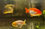 3 gezonde Buffelrug Ranchu’s, Dieren en Toebehoren, Vis, Zoetwatervis