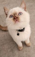 britse korthaar kittens cinnamon point met stamboom getest, Dieren en Toebehoren, Meerdere dieren, Gechipt