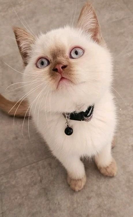 britse korthaar kittens 2broertjes mogen verhuizen stamboom, Dieren en Toebehoren, Katten en Kittens | Raskatten | Korthaar, Meerdere dieren