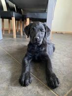 F1 Labradoodle pups, Rabiës (hondsdolheid), Overige rassen, 8 tot 15 weken, Meerdere