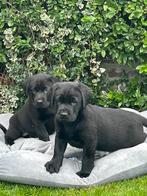 Labrador pups! Zwart en bruin, Dieren en Toebehoren, Honden | Retrievers, Spaniëls en Waterhonden, Rabiës (hondsdolheid), 8 tot 15 weken
