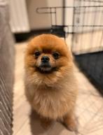 Pomeriaan, Particulier, Keeshond, Reu, CDV (hondenziekte)