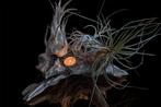 Tillandsias, Huis en Inrichting, Kamerplanten, Ophalen of Verzenden, Halfschaduw, Minder dan 100 cm