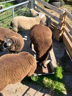 5 rammen te koop, Dieren en Toebehoren, Schapen, Geiten en Varkens, Mannelijk, Schaap