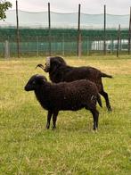 2 donkerbruin/zwarte Ouessant rammetjes (04-2025), Dieren en Toebehoren, Schapen, Geiten en Varkens, Mannelijk, Schaap