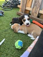Puppy´s beage x american stefford, Dieren en Toebehoren, België, Particulier, Overige rassen, CDV (hondenziekte)