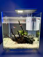 Superfish aquarium (30L), Dieren en Toebehoren, Vissen | Aquaria en Toebehoren, Ophalen, Gebruikt, Gevuld zoetwateraquarium