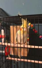 Valparkiet, Dieren en Toebehoren, Vrouwelijk, Parkiet, Tam