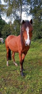 Lieve 2 jarige Welsh A pony merrie, Opfok