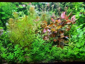 Kleurige aquariumplanten 2025-5 beschikbaar voor biedingen