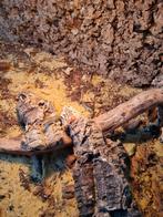 2 x jonge parel skink (Chalcides ocellatus), Amfibie, 0 tot 2 jaar