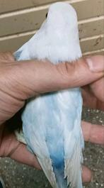 Prachtige piep jonge agapornis fisheri opaline dilute pop, Vrouwelijk, Dwergpapegaai of Agapornis, Geringd