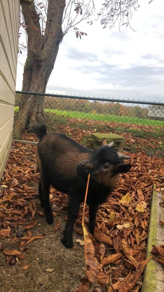 Super tam geitenbokje, Dieren en Toebehoren, Schapen, Geiten en Varkens, Geit, Mannelijk, 0 tot 2 jaar