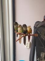 4 pyrrhura's zoeken nieuw huis, Dieren en Toebehoren, Vogels | Parkieten en Papegaaien, Geslacht onbekend, Dwergpapegaai of Agapornis