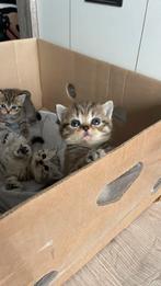 Britse korthaar kittens, Meerdere dieren, 0 tot 2 jaar