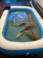 Diversen koi   te koop, Dieren en Toebehoren, Vissen | Vijvervissen, Karper of Koi