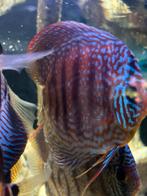 Discus pearl turquoise 17cm