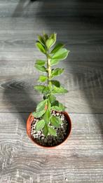 pereskiopsis spathulata stekken, Overige soorten, In pot, Minder dan 100 cm, Halfschaduw