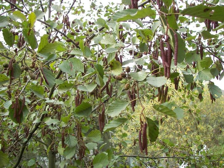 35 elzen, berken en tamme kastanje 100-125 cm, Tuin en Terras, Planten | Bomen, Overige soorten, 100 tot 250 cm, In pot, Ophalen of Verzenden