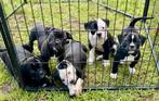 Pocket bully xl / Old English bulldog pups, Dieren en Toebehoren, Honden | Bulldogs, Pinschers en Molossers, 8 tot 15 weken, Bulldog