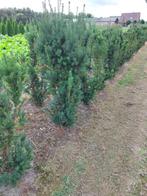 Taxus Hicksii, Ophalen, Taxus, Minder dan 100 cm