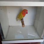 Fischeri, Geslacht onbekend, Dwergpapegaai of Agapornis, Geringd