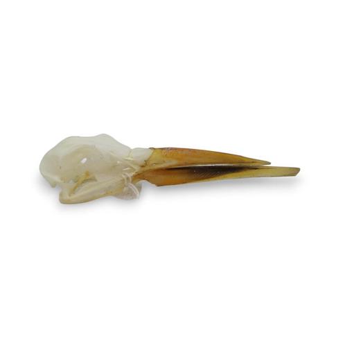 Schedel Afrikaanse Skimmer PREPARATENSHOP, Verzamelen, Dierenverzamelingen, Gebruikt, Schedel, Vogel, Ophalen of Verzenden