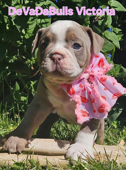 Deze old english bulldog dame mag het nest verlaten, Dieren en Toebehoren, Honden | Bulldogs, Pinschers en Molossers, Teef, Bulldog