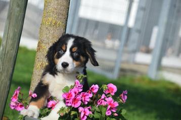 Australische herder kruising Berner Sennen pups beschikbaar voor biedingen