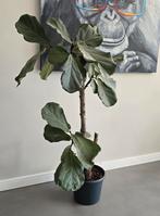 ficus lyrata, tabaksplant, Huis en Inrichting, Ophalen, Ficus, 100 tot 150 cm, Halfschaduw