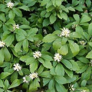 Pachysandra, schaduw kruid bodembedekker