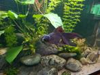 Fancy goldfish/sluierstaart, Dieren en Toebehoren, Vis