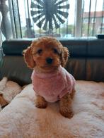 Super leuke sociale, dwergpoedel pup teefje.., Dieren en Toebehoren, Honden | Chihuahua's en Gezelschapshonden, Poedel, 8 tot 15 weken