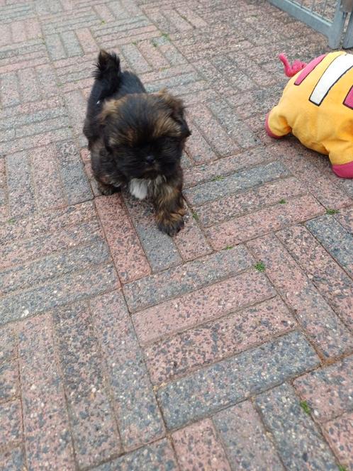 Nog 1 raszuiver shih tzu pup ik mag het nestje verlaten, Dieren en Toebehoren, Honden | Chihuahua's en Gezelschapshonden, Meerdere dieren