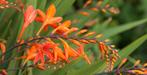 Gratis Crocosmia en Lelietjes van dalen, Tuin en Terras, Vaste plant, Halfschaduw, Zomer, Ophalen