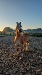 Haflinger, Dieren en Toebehoren, Ophalen of Verzenden, Rijden