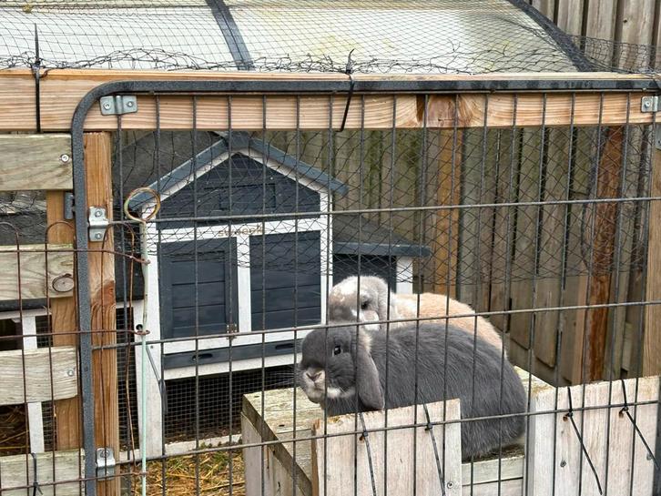 Lief (geholpen) koppeltje dwerg konijnen, Dieren en Toebehoren, Konijnen, Dwerg, Meerdere dieren