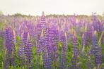 Bio zaden Vaste lupine - Lupine polyphyllus, Verzenden, Voorjaar, Volle zon, Zaad