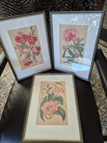 Set van 3 bloemengravures 37x27cm mooi ingelijst beschikbaar voor biedingen