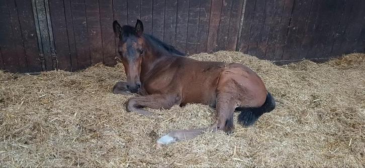 Kleinschalige opfok aangeboden in Grolloo, Dieren en Toebehoren, Stalling en Weidegang