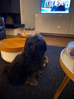 Hondenoppas gezocht, Diensten en Vakmensen, Dieren | Honden | Verzorging, Oppas en Les, Particuliere oppas