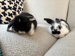 Baby konijntjes, Meerdere dieren