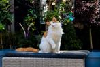 Maine coon dekkater | Pinkman of Ursinae, Dieren en Toebehoren, Katten en Kittens | Dekkaters