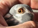 Perfecte bloedlijn!, Dieren en Toebehoren, Vogels | Duiven, Vrouwelijk, Postduif