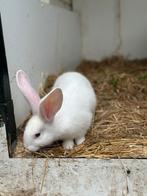 Duitsereus voedster, Dieren en Toebehoren, Vrouwelijk, Groot, 0 tot 2 jaar