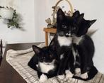 Kittens te koop, Dieren en Toebehoren, Katten en Kittens | Raskatten | Korthaar, Meerdere dieren, Ontwormd, 0 tot 2 jaar