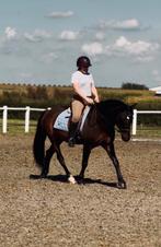 Verzorgpaard gezocht/bijrijder aangeboden (Maastricht)