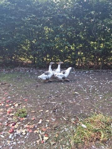 Mooi getekende twentse landgans vrouw Juni 2025 gans ganzen
 beschikbaar voor biedingen