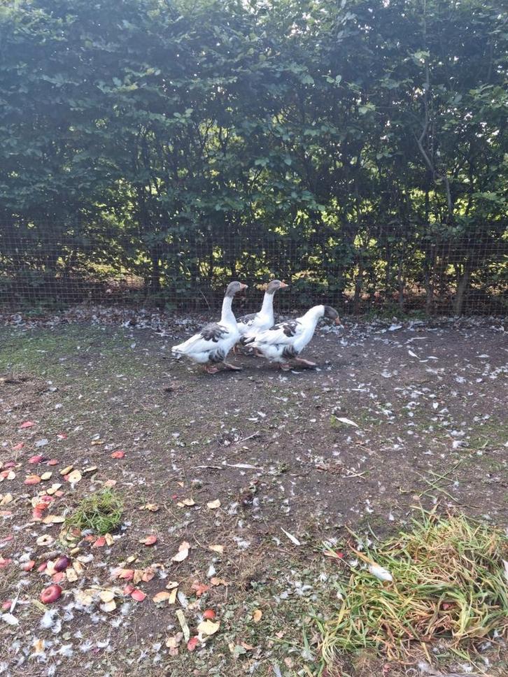 Mooi getekende twentse landgans vrouw Juni 2025 gans ganzen, Dieren en Toebehoren, Pluimvee, Gans of Zwaan, Vrouwelijk