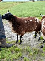Zwart bonte ram, Dieren en Toebehoren, Schapen, Geiten en Varkens, Mannelijk, Schaap